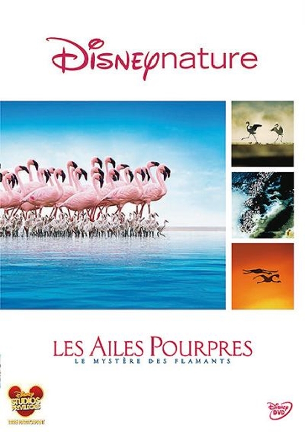 Affiche du document Ailes pourpres (Les) : le mystère des flamants