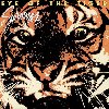 Eye of the tiger | Survivor